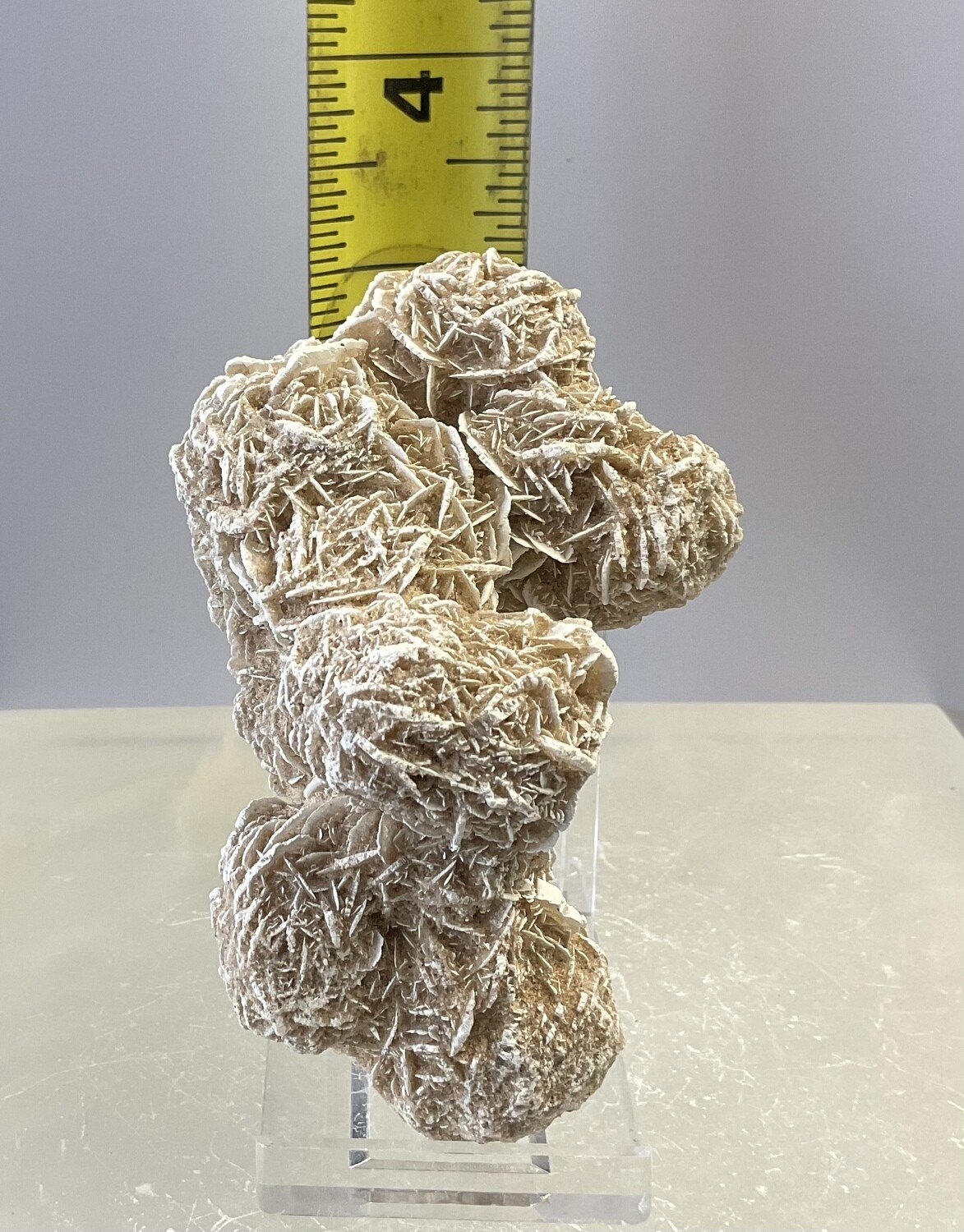 Desert Rose