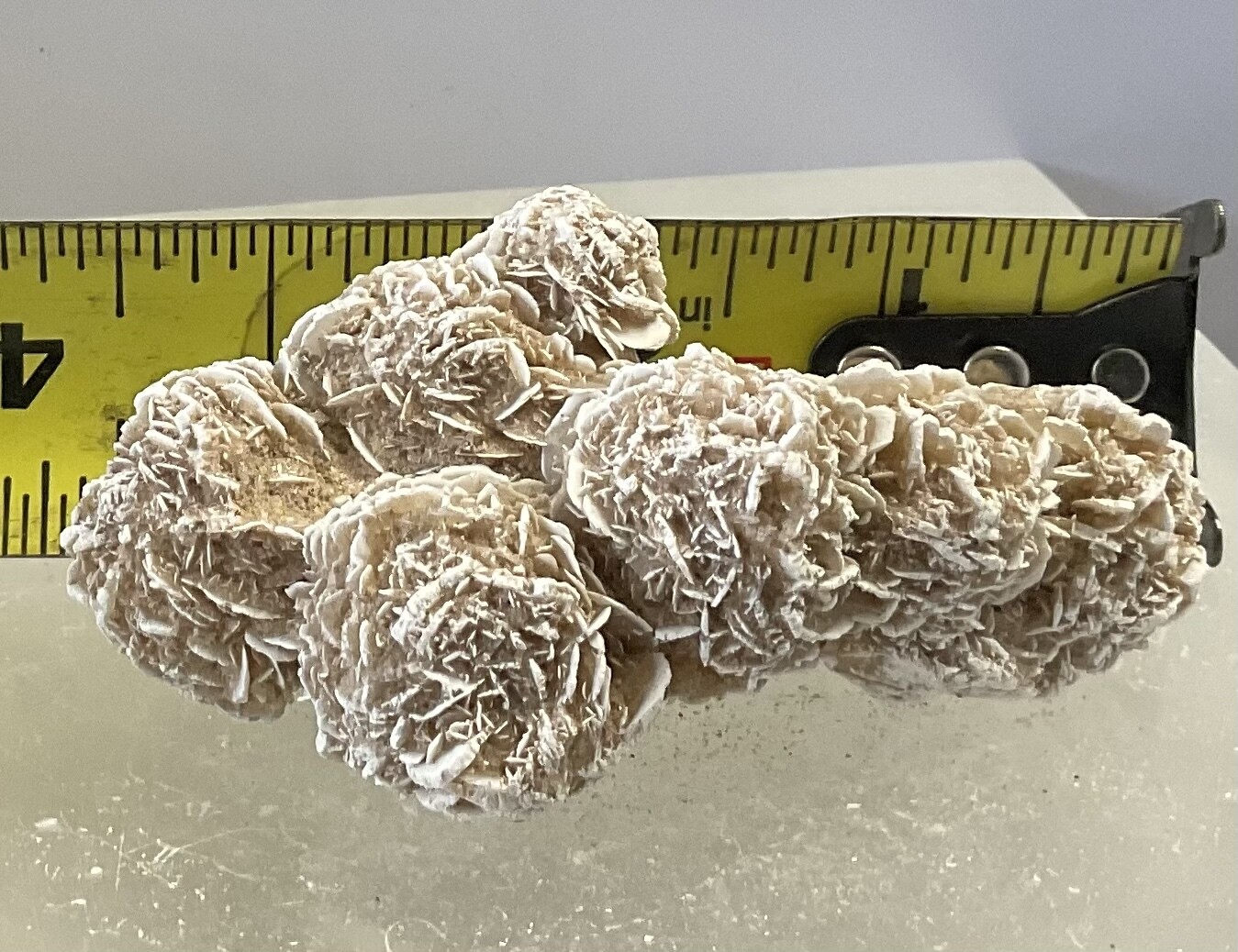 Desert Rose 7