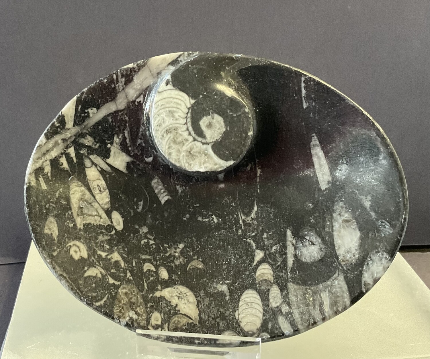 Orthoceras/Ammonite Bowl S