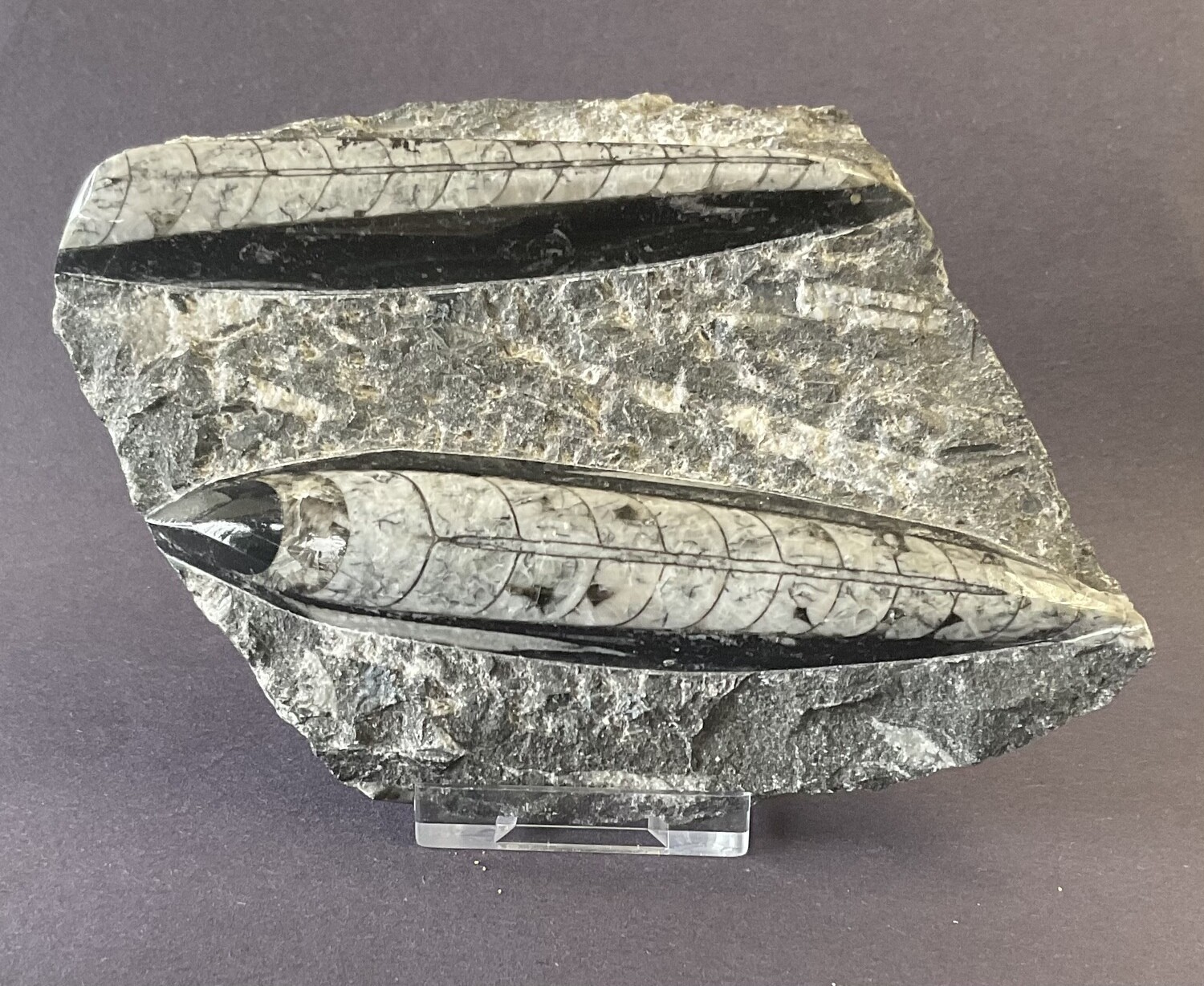 Orthoceras  Double 1
