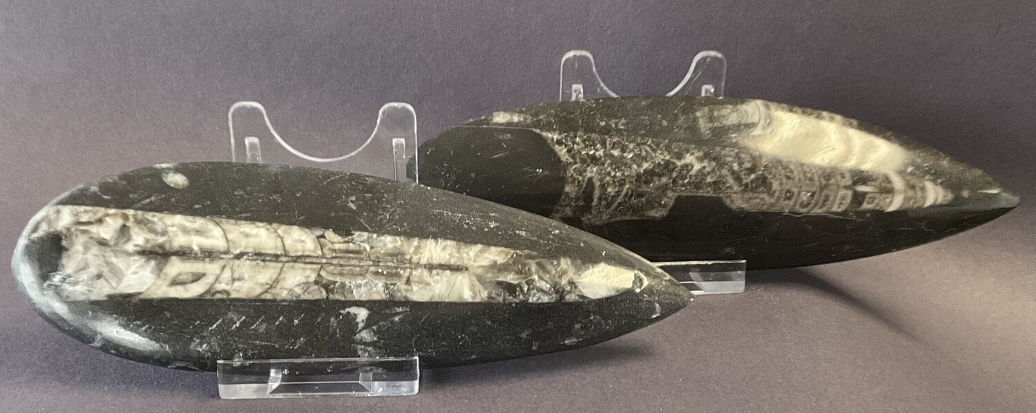 Orthoceras  SL1