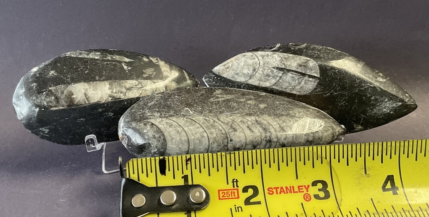 Orthoceras  S Singles