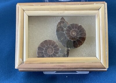 Ammonite /Box