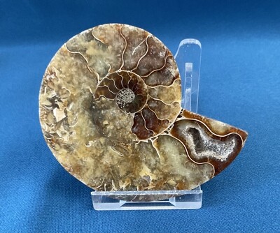 Ammonite Set 1