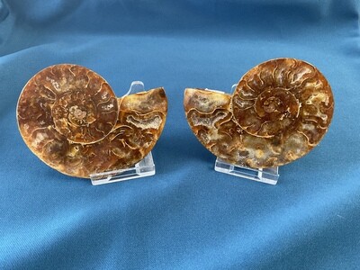 Ammonite set