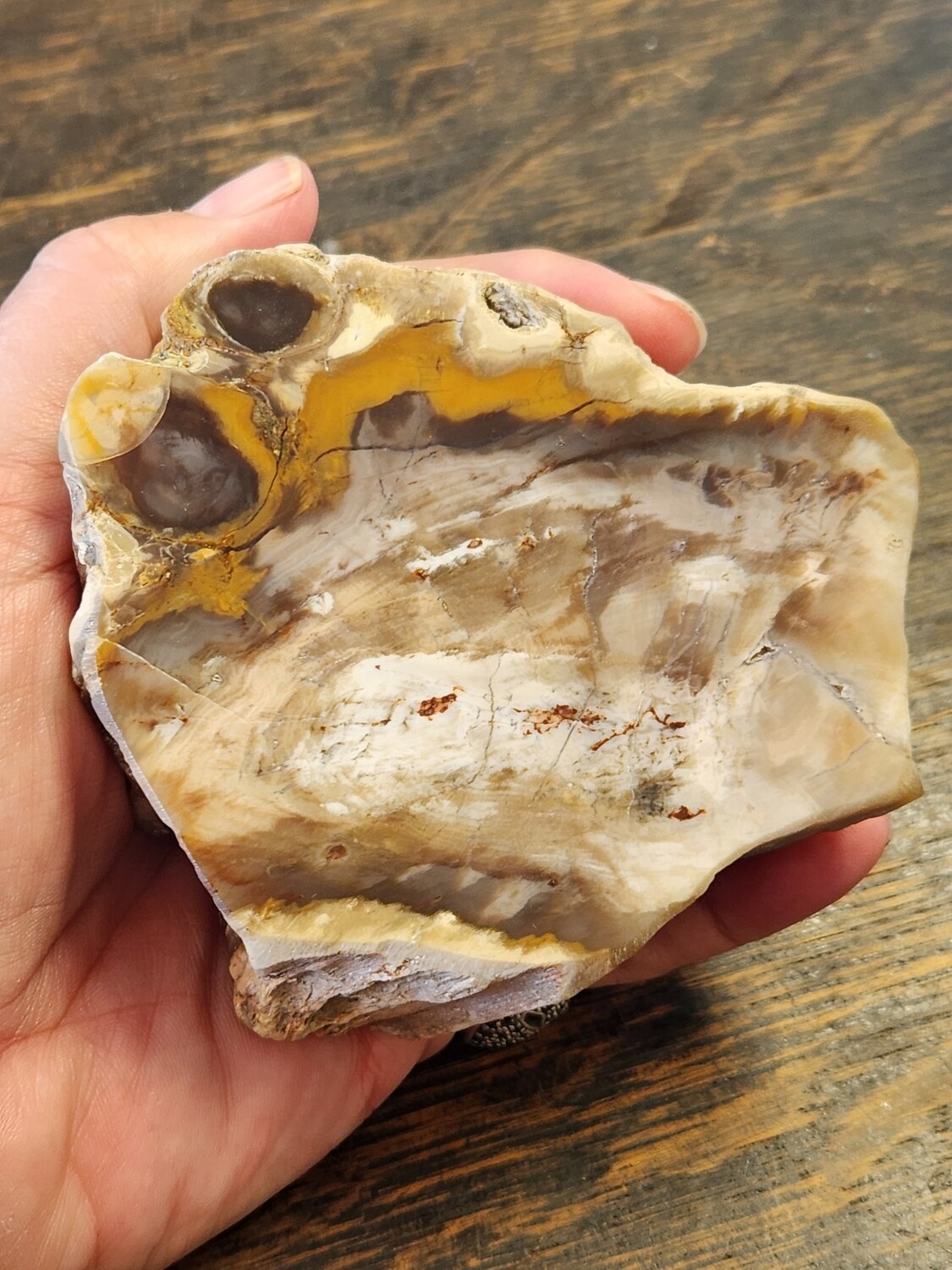 Petrified Wood 