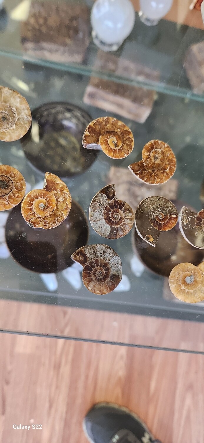 Ammonite 