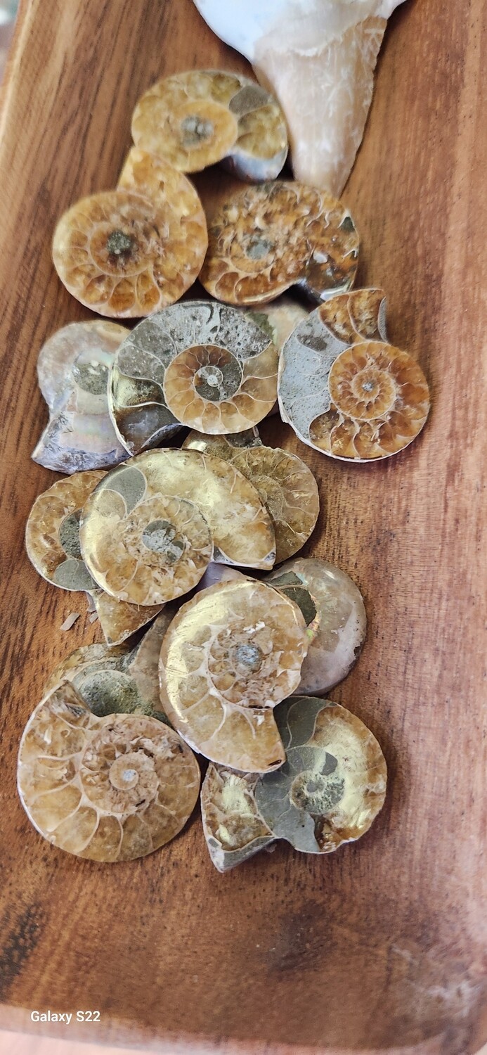 Ammonite 
