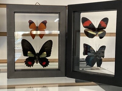 Butterfly 194