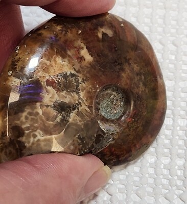 Ammonite Fossil I