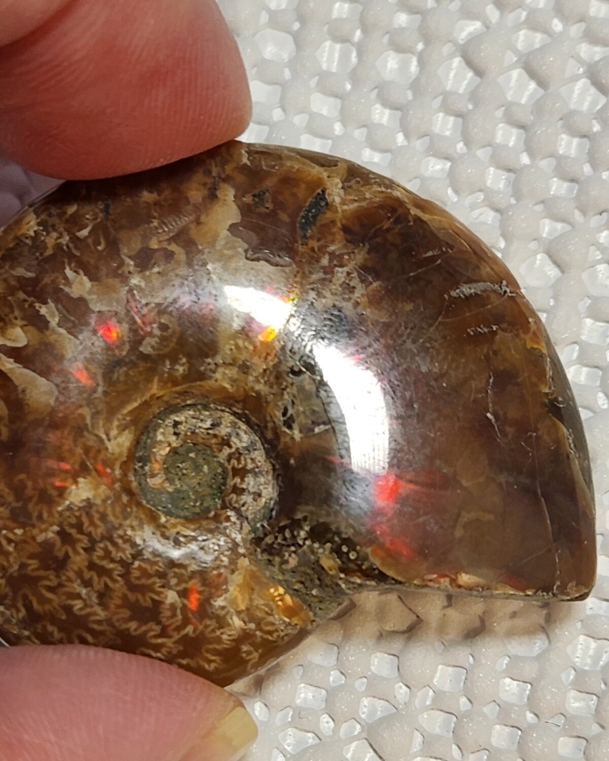 Ammonite Fossil III