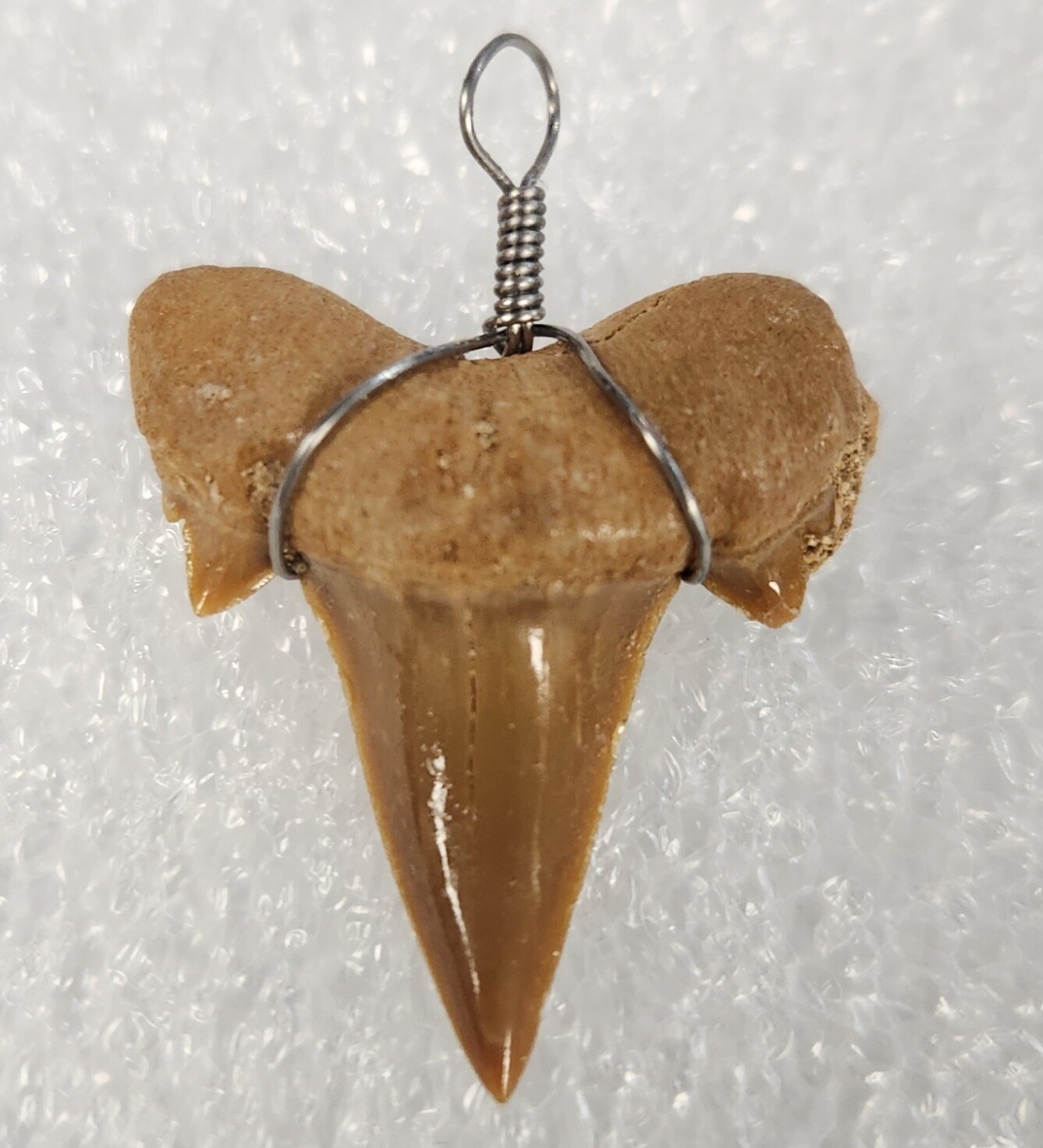 Shark Tooth Necklace