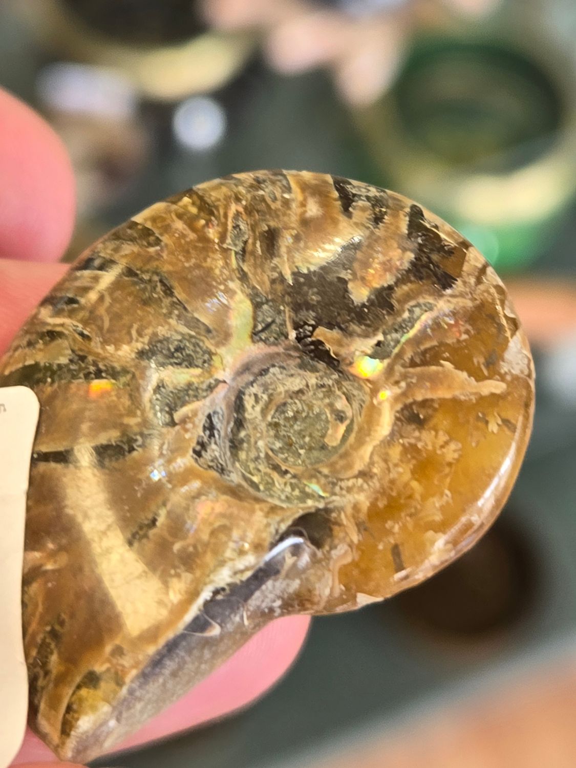 Ammonite Fossil II