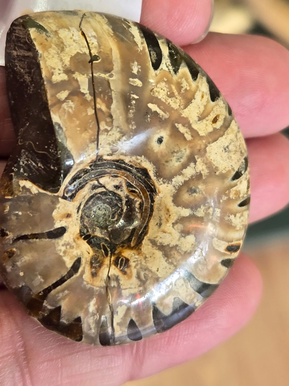 Ammonite Fossil II