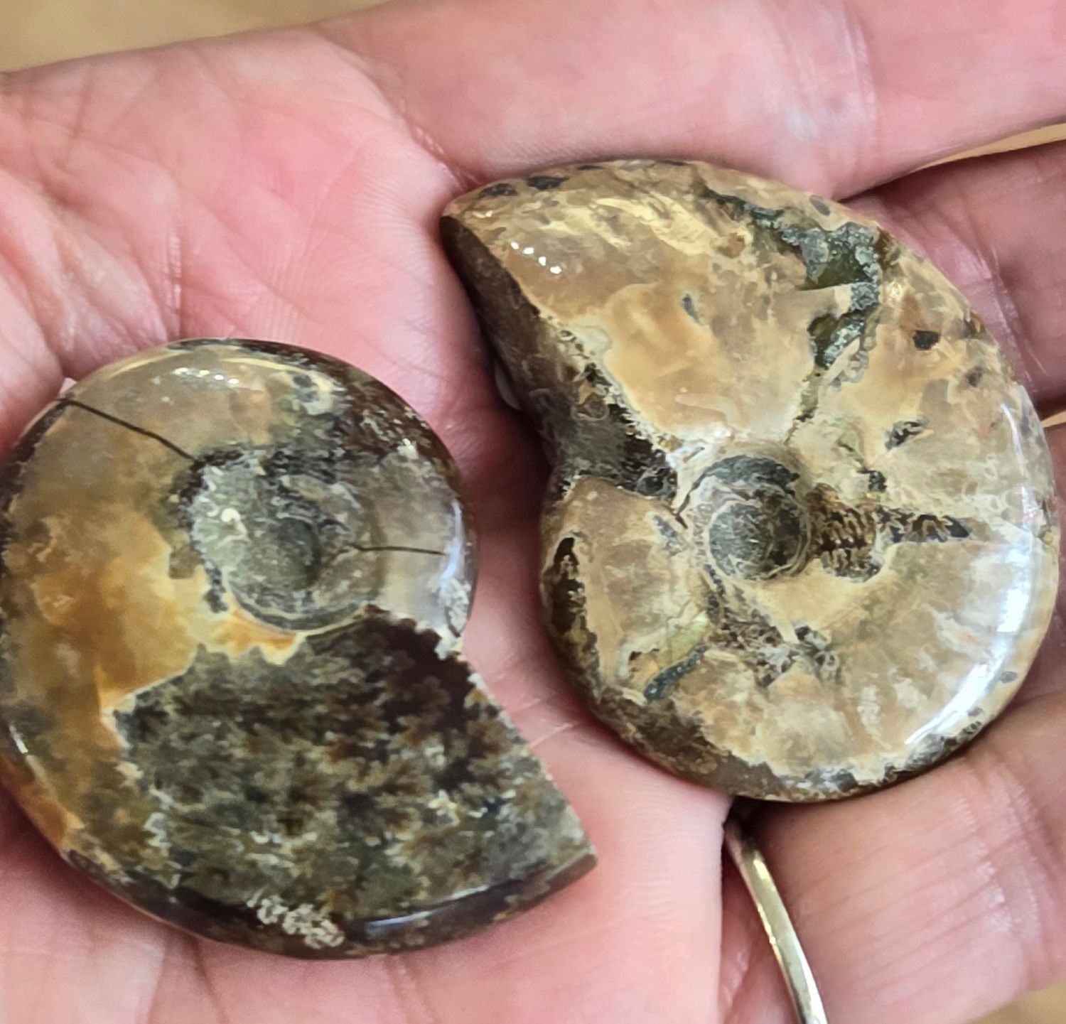Ammonite Fossil IV