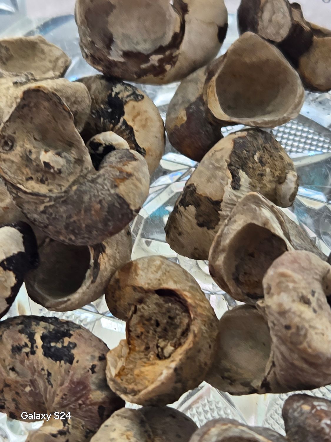 fossilized  Oyster