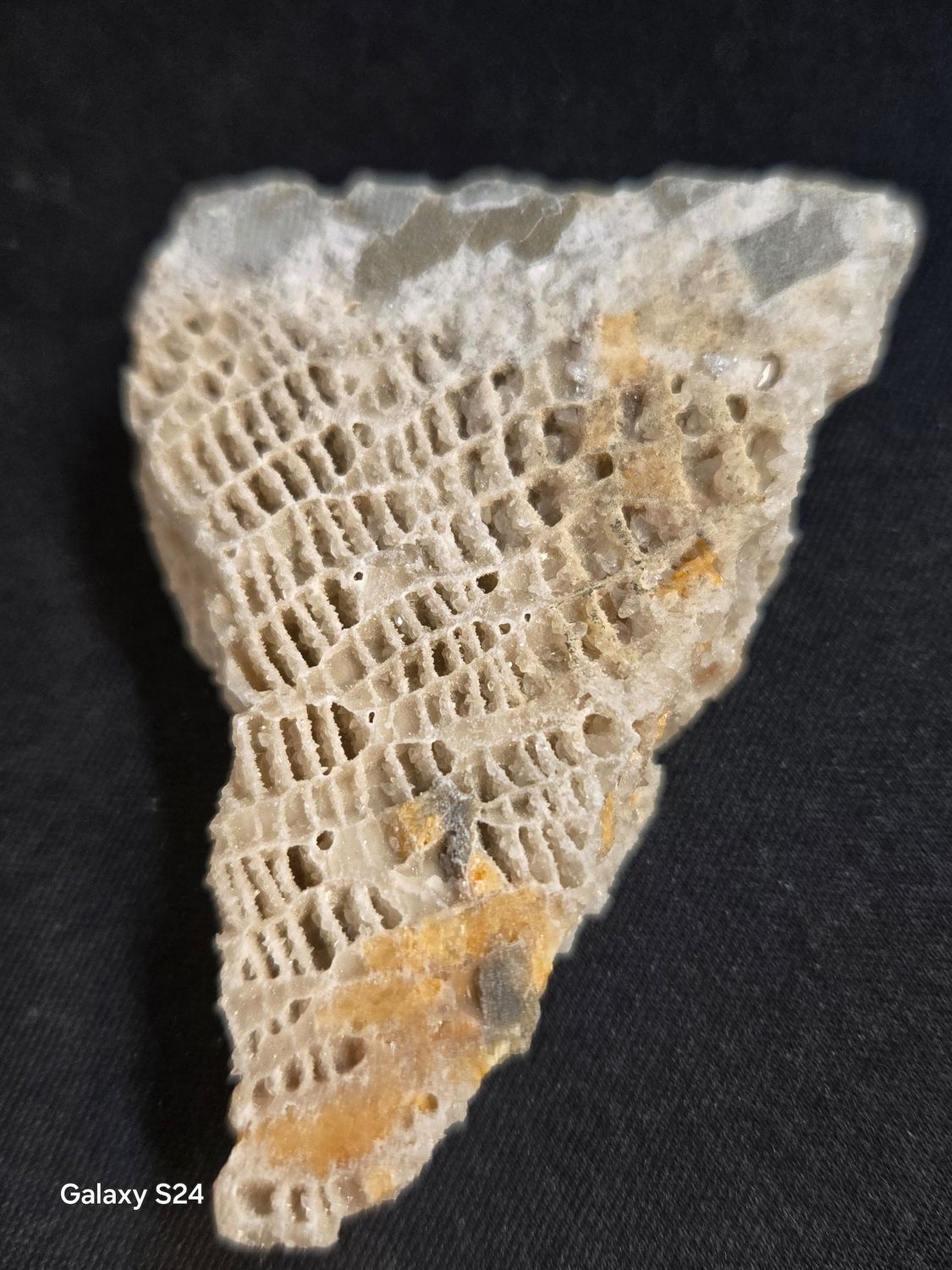 Tabulate Coral I
