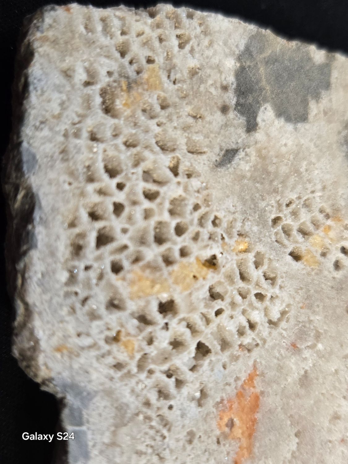 Tabulate Coral II