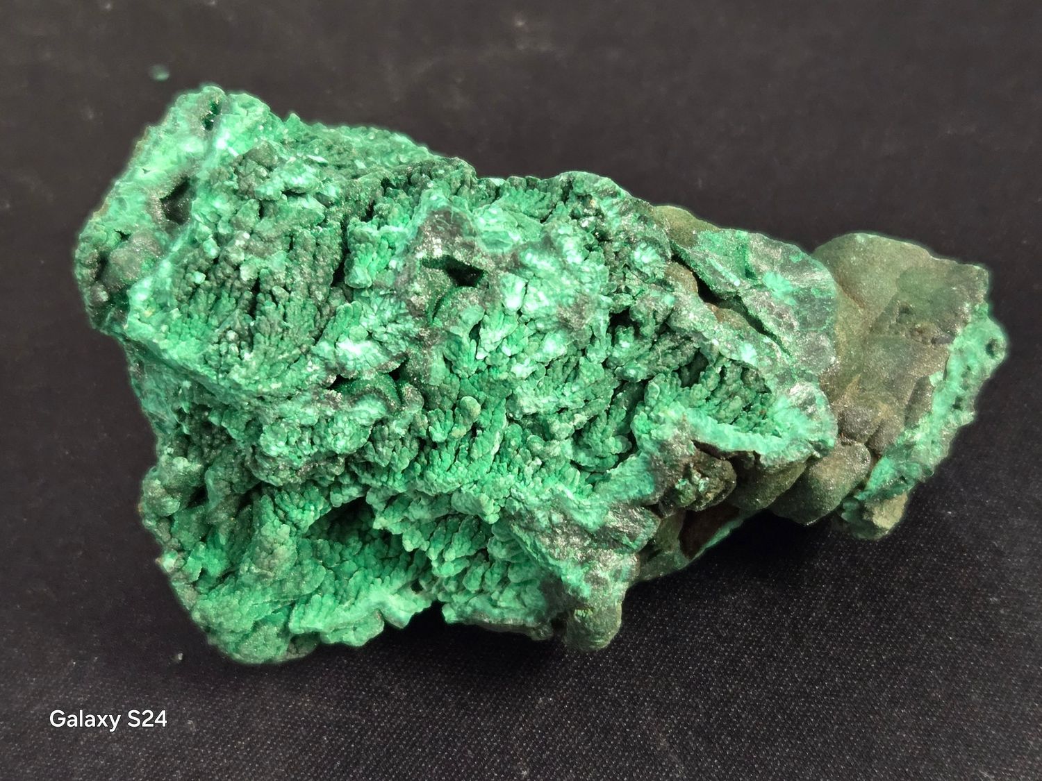 Malachite Plume