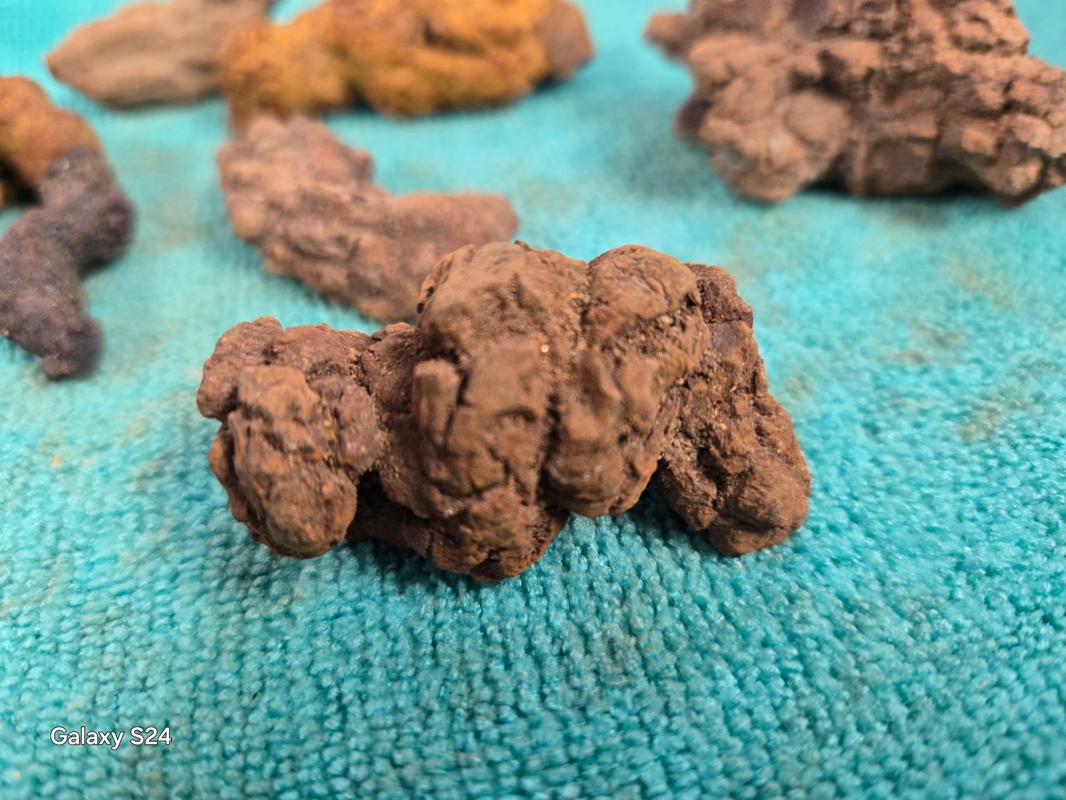 Coprolite