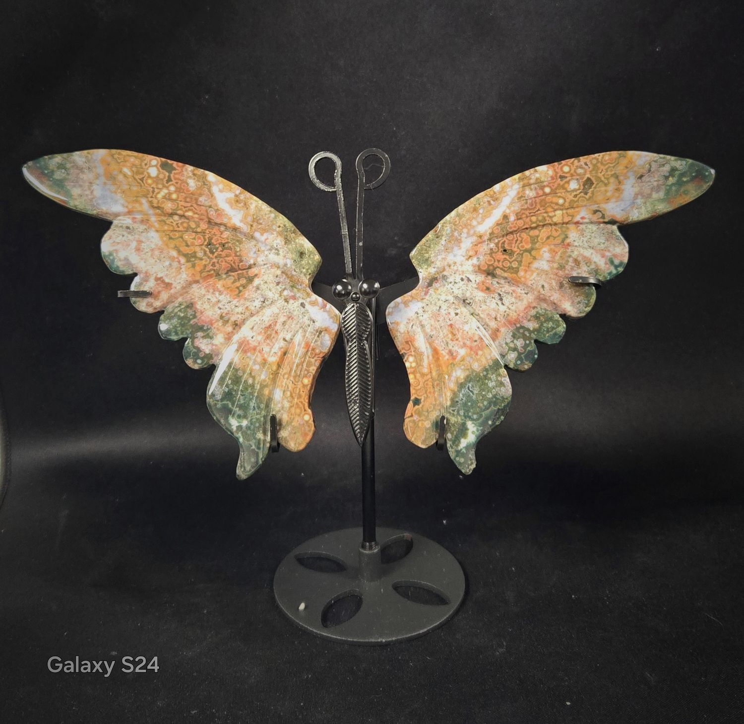 Ocean Japer 8th Vein Butterfly 