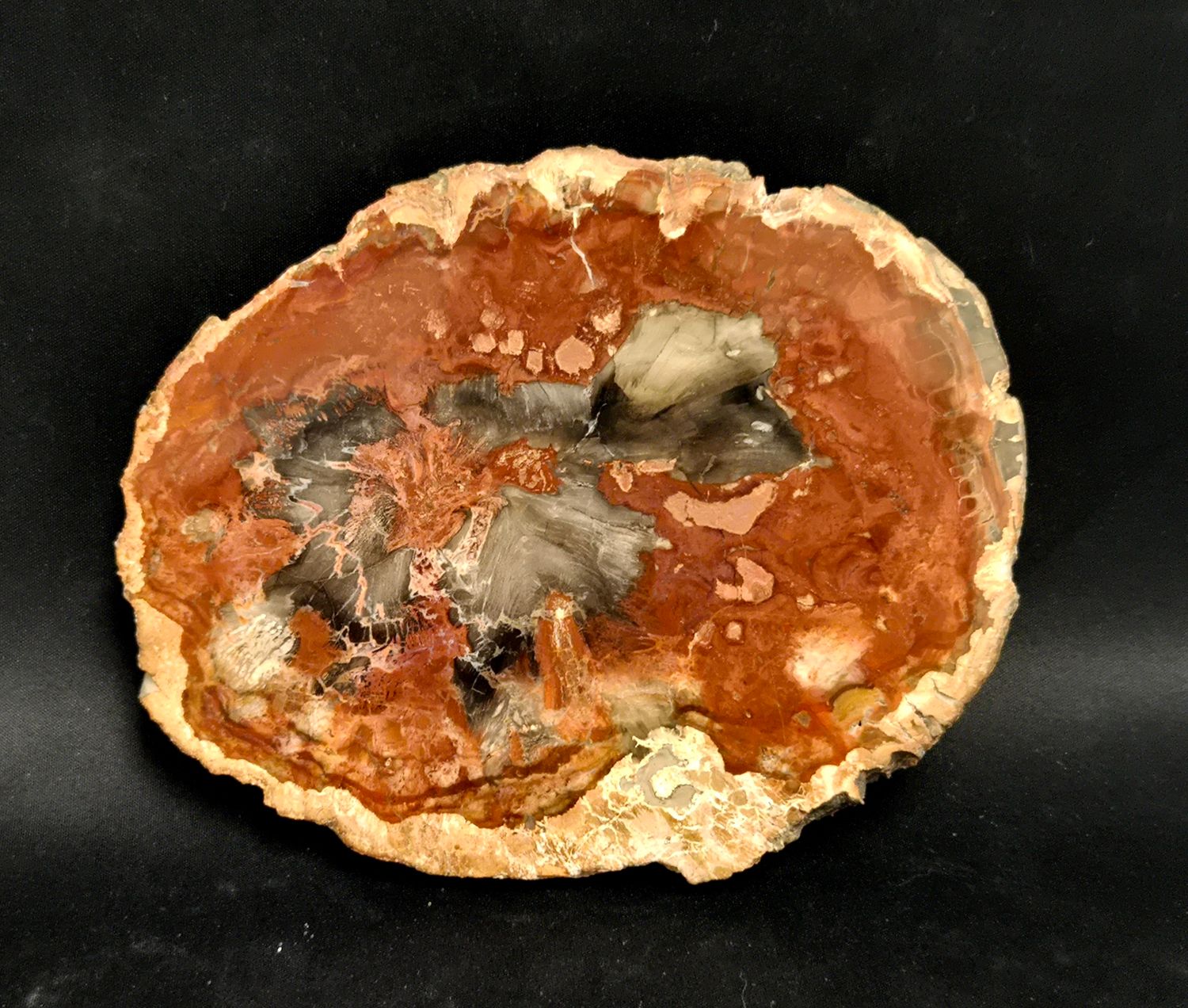 Petrified Wood Slabs