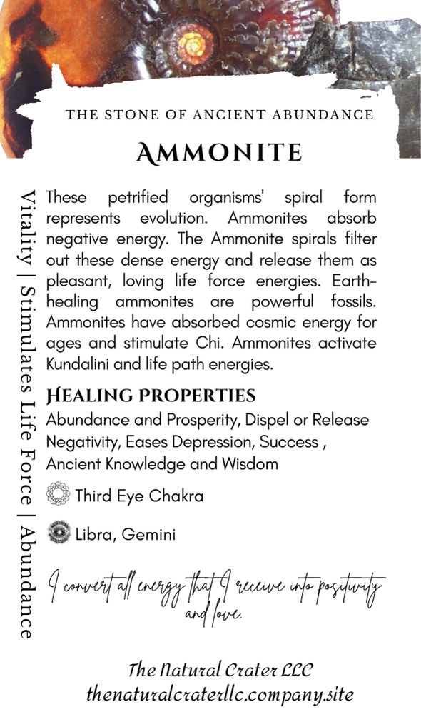 Ammonite