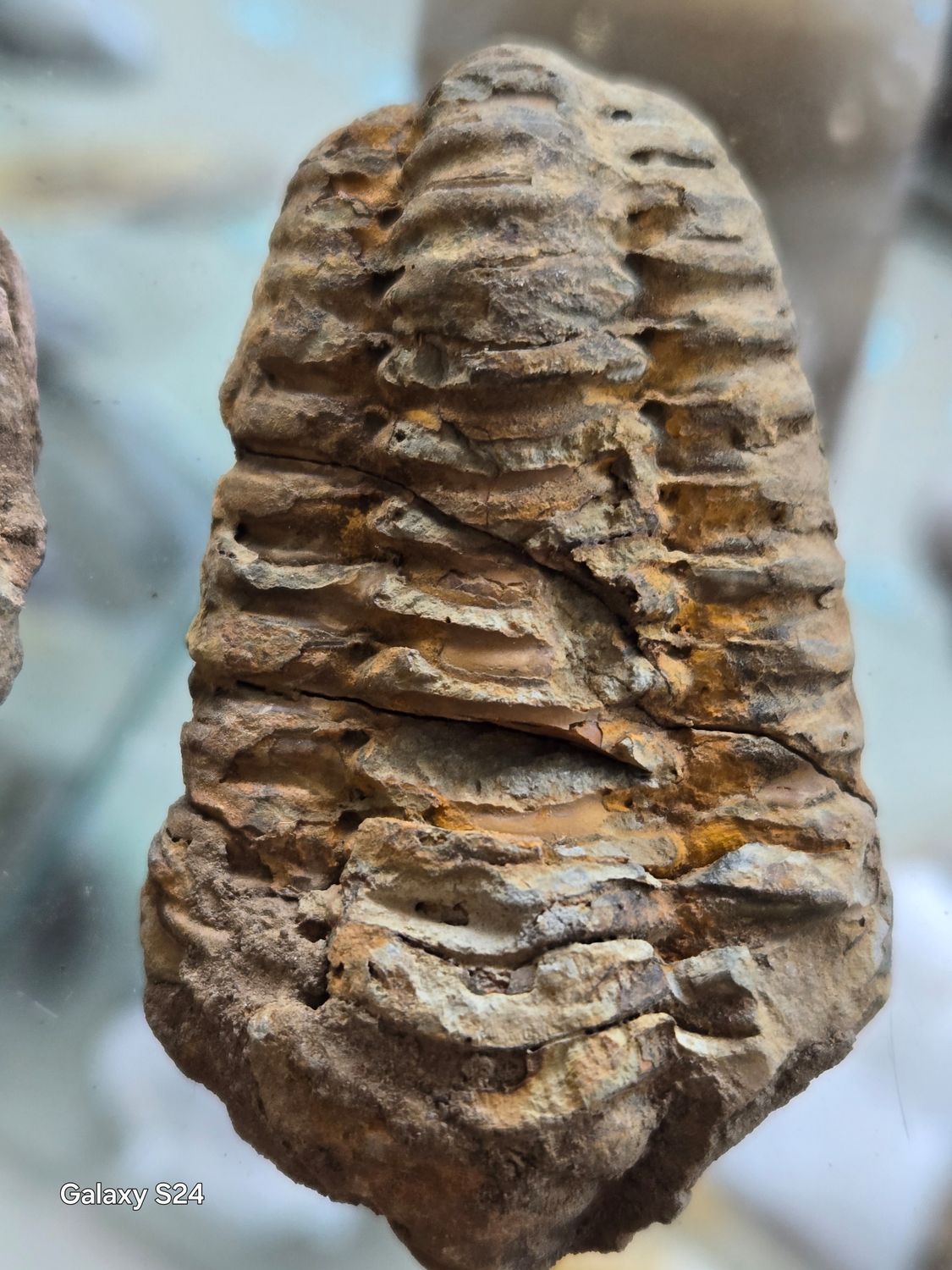 Trilobite