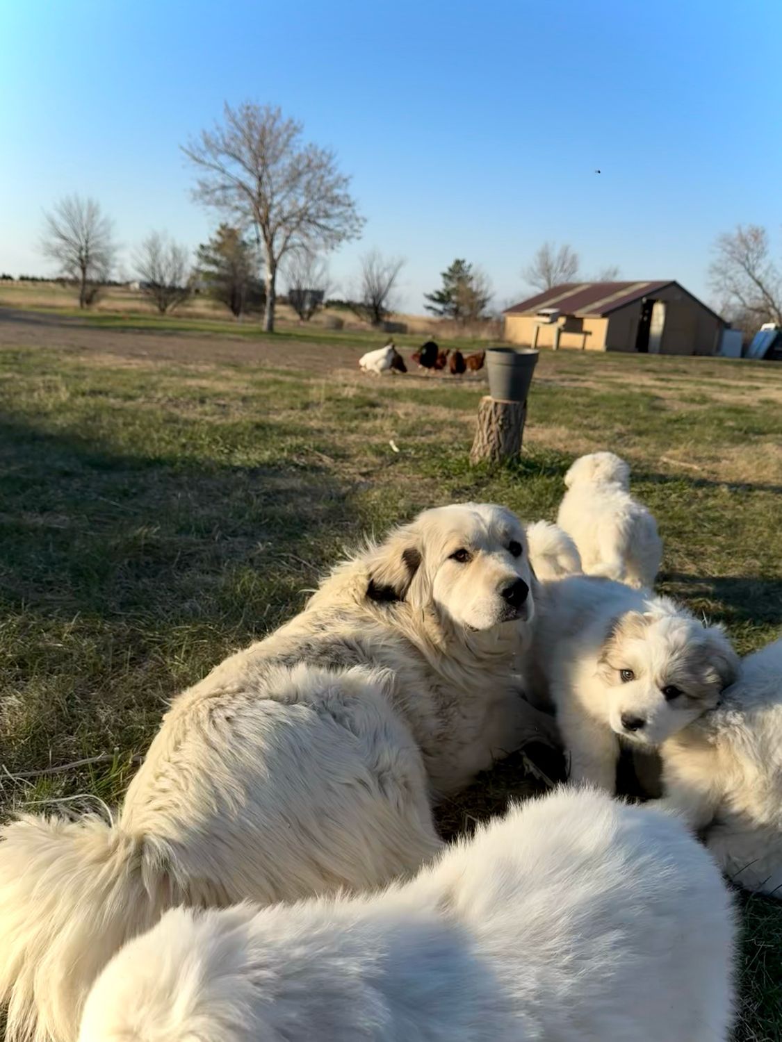 GP Puppy Deposit
