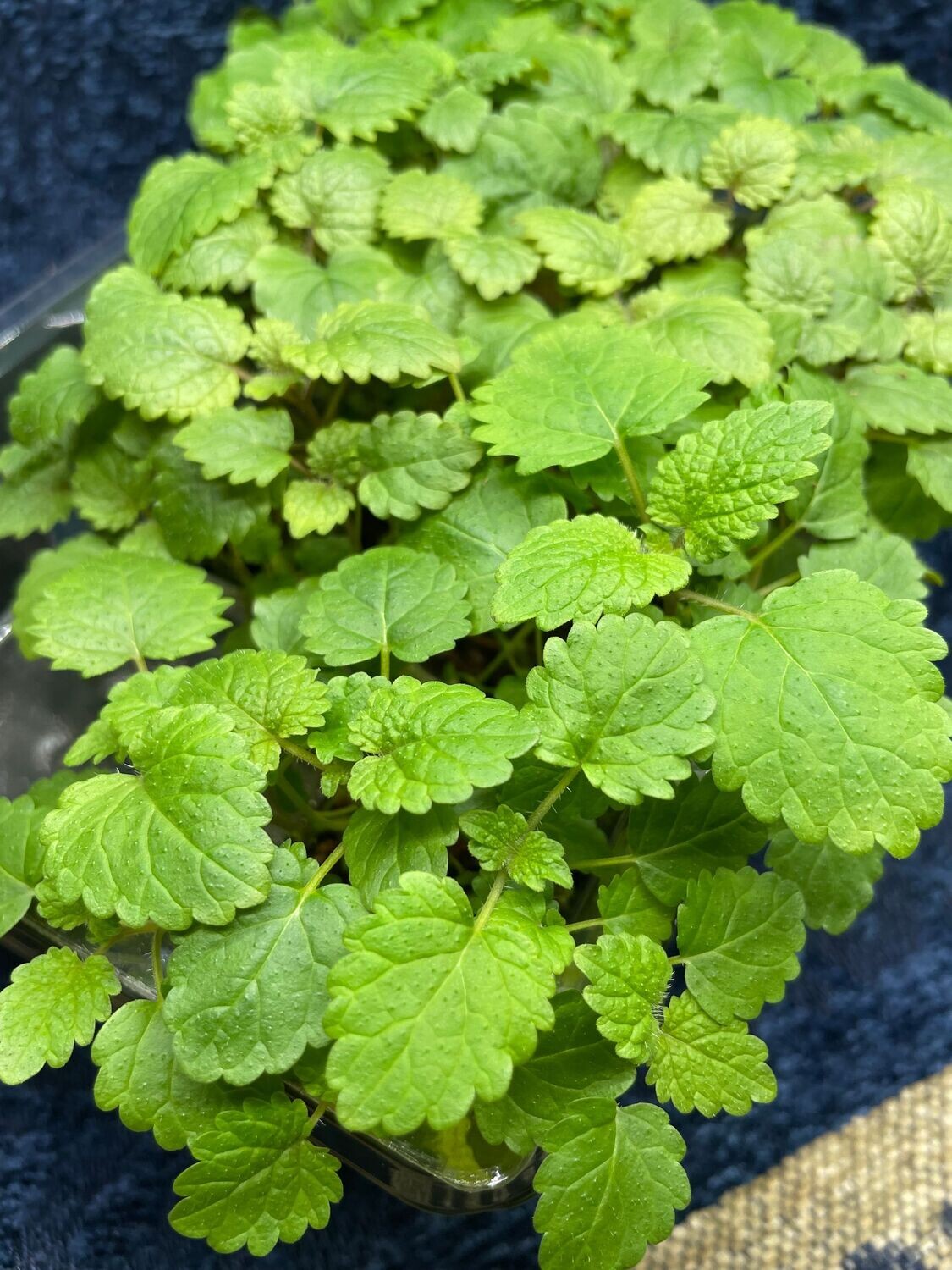 Lemon Balm