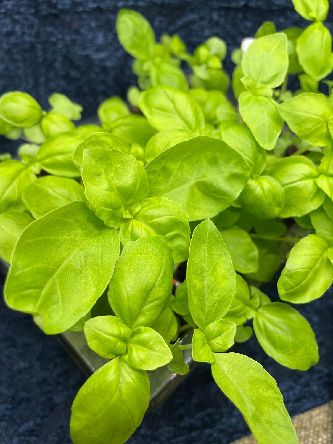 Basil