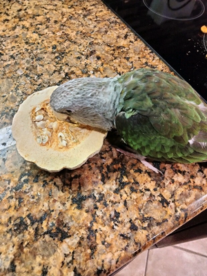 Biodiversity Bird Blissful Bounty Autumn Blend (Chunked pieces with a mini-pumpkin half)