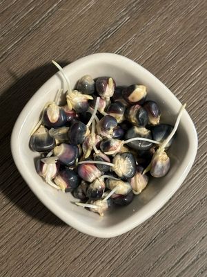 Hopi Harvest Blue Corn (organic) 8oz Hopi Harvest Blue Corn (organic) 8oz