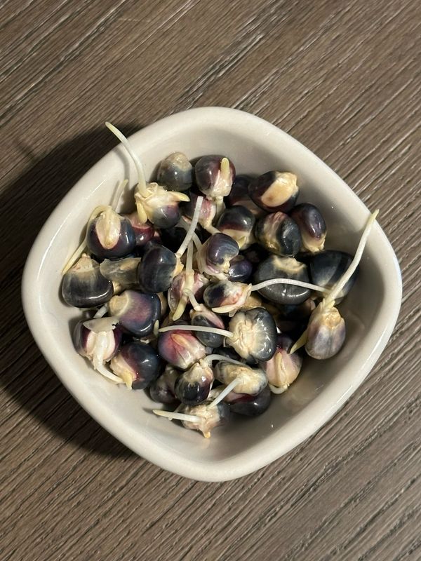 Hopi Harvest Blue Corn (organic) 16oz