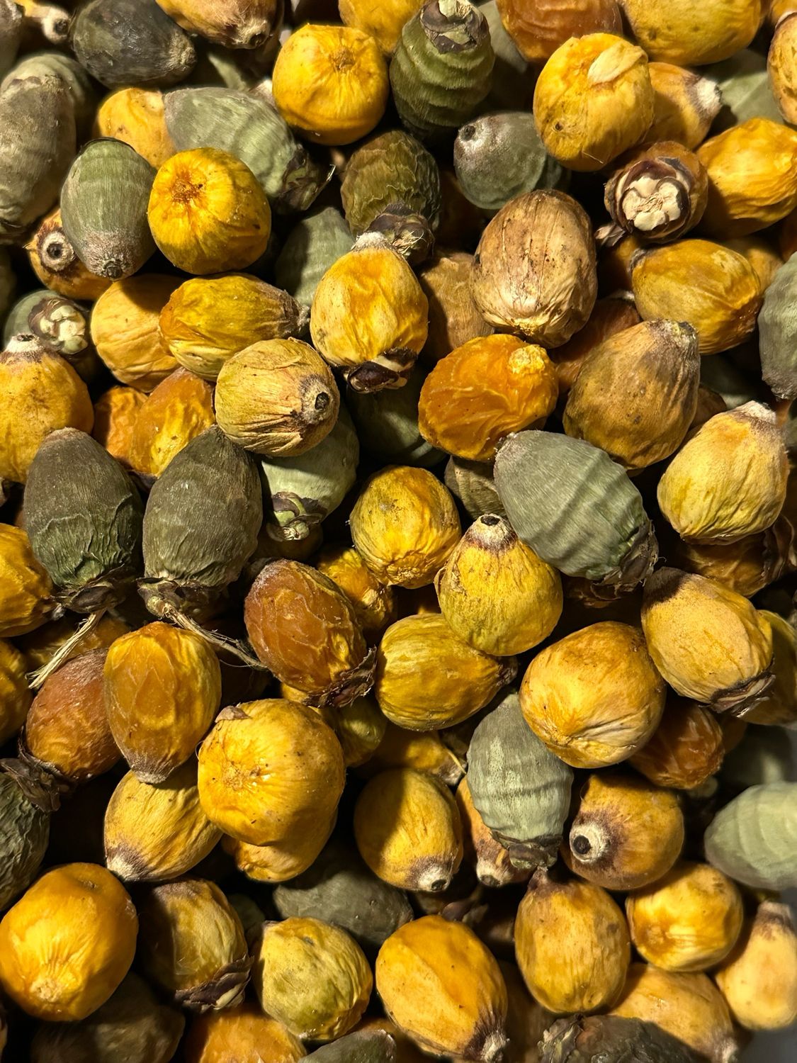 Freeze-dried Palm Nuts (16oz)