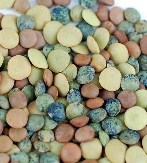 Handy Pantry Crunchy Lentil Sprouting Add-on