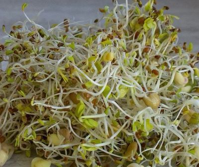 Handy Pantry 5-part Salad Sprouting Seed Add-on (8oz)