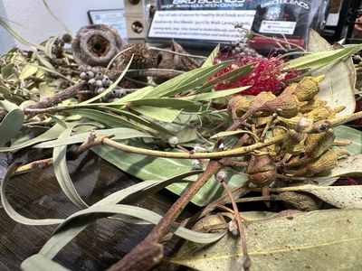 Biodiversity Go Wild Down Under! Australian Foraging Blend