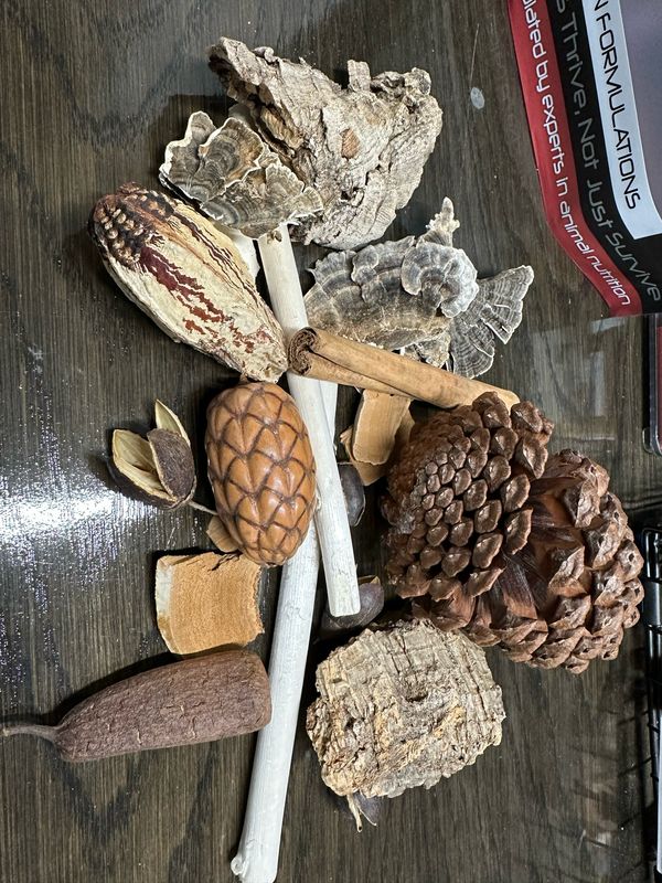 Biodiversity Forest Foraging Pack