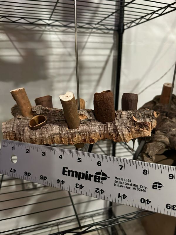 Corkwood Foraging Platform Perch