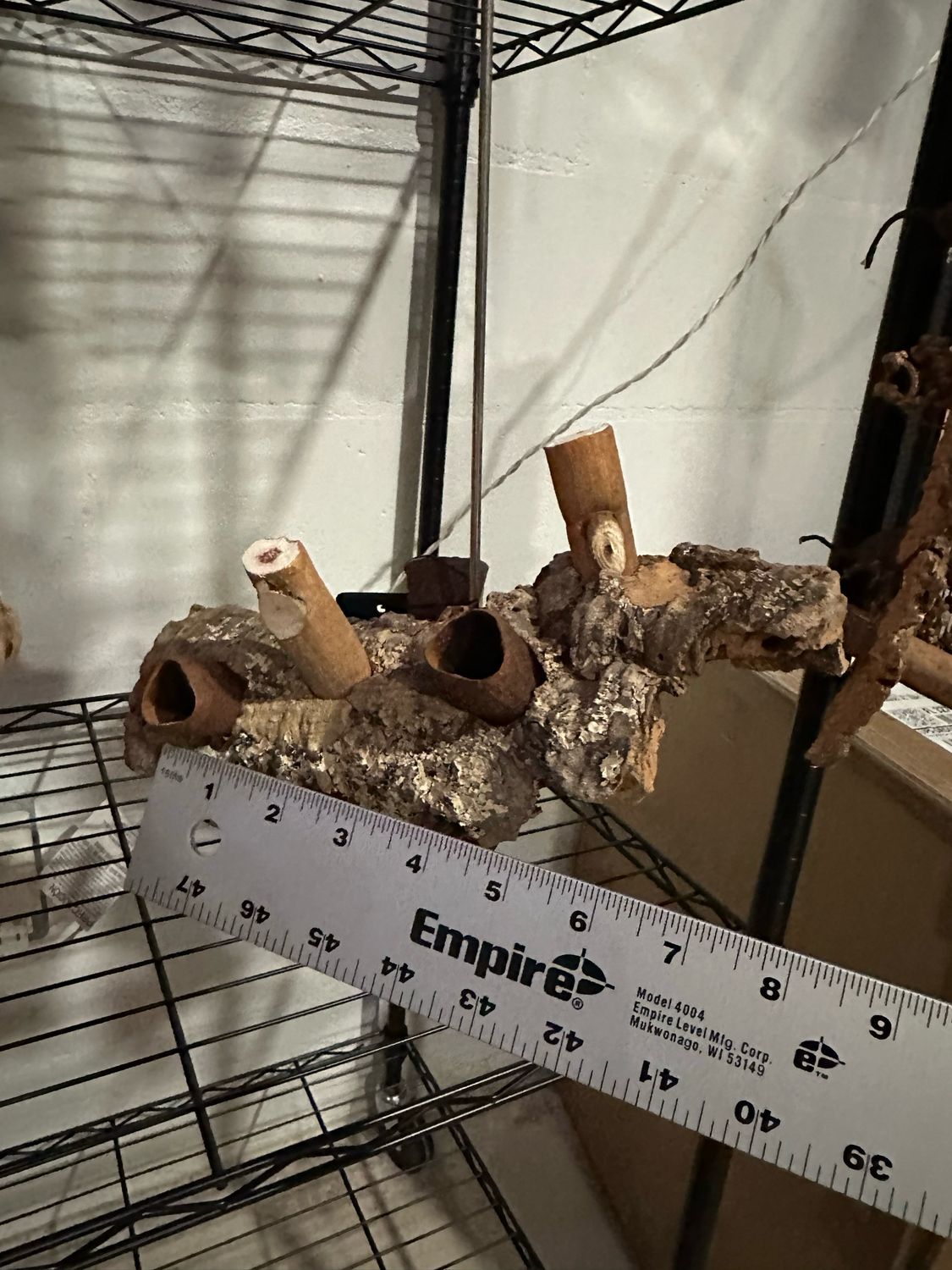 Corkwood Foraging Platform Perch