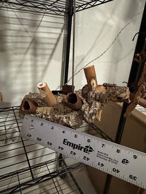 Corkwood Foraging Platform Perch