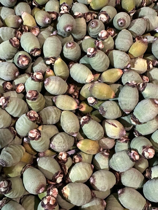 Freeze-dried Palm Nuts (16oz)