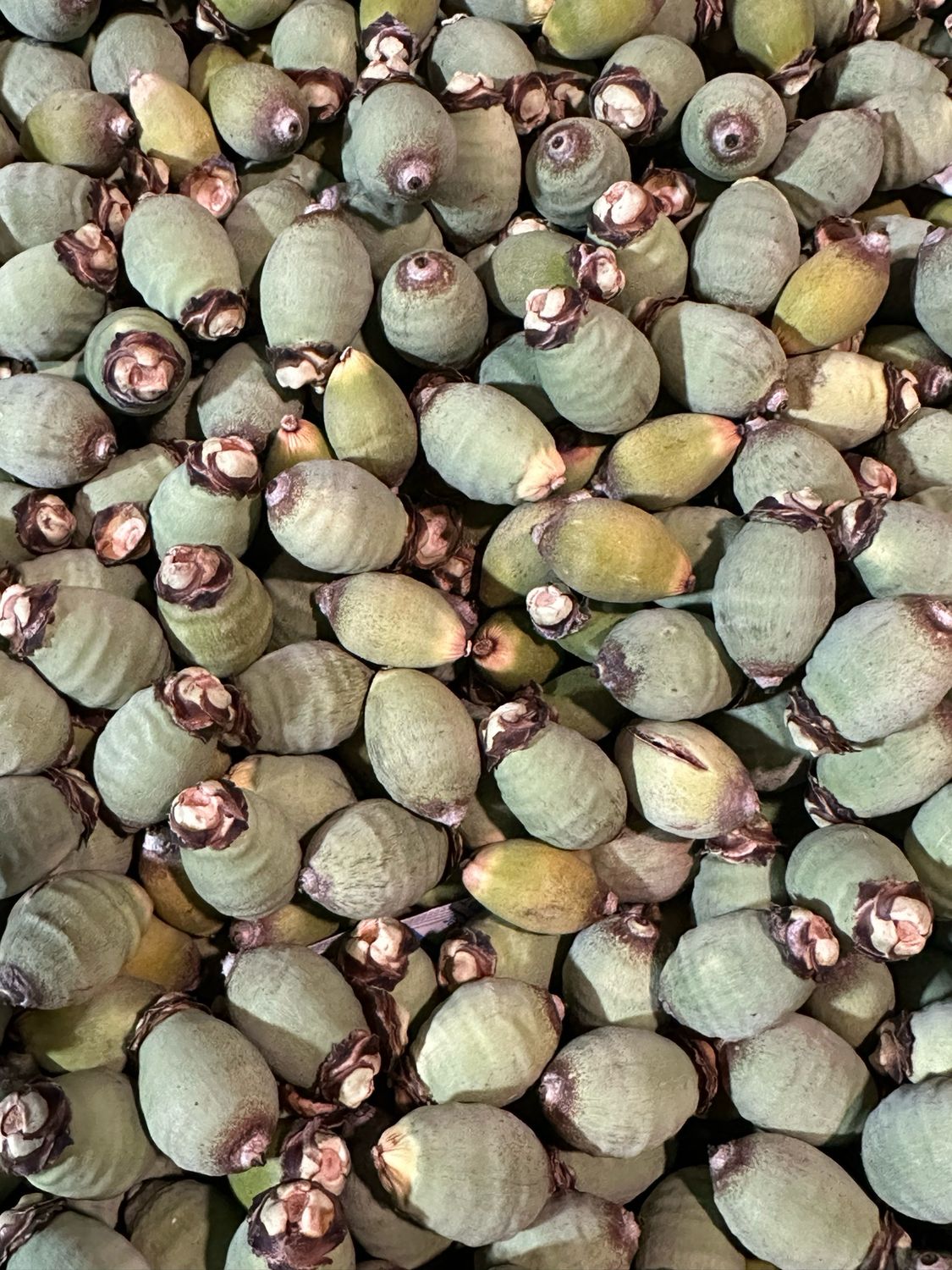 Freeze-dried Palm Nuts (16oz)