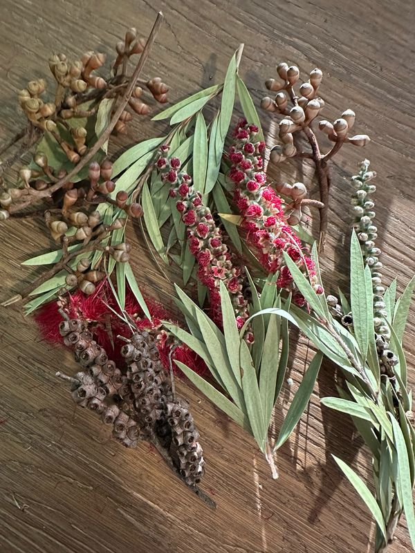 Biodiversity Go Wild! CHUNKY Down Under! Small Australian Foraging Blend (4oz or more!)