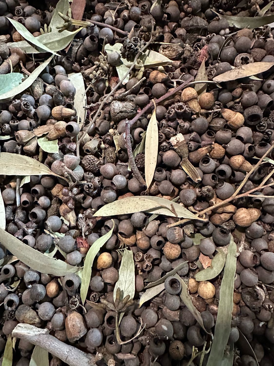 Biodiversity Go Wild! Small CHUNKY Down Under! Australian Foraging Blend (4oz or more!)