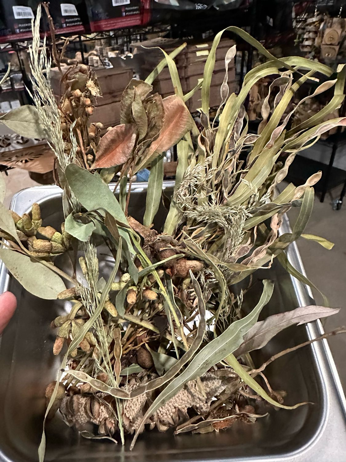 Biodiversity Go Wild Down Under! Australian Foraging Blend