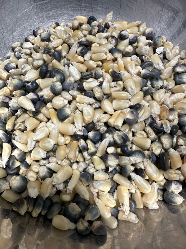 Blue &amp; Gold Sprouting Corn