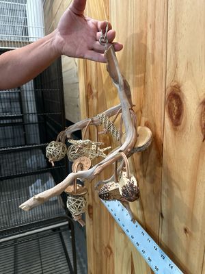 Go Wild! Foraging Limb