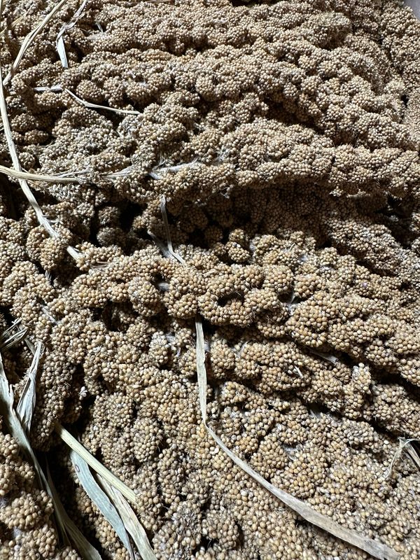 High Quality French Millet 1lb